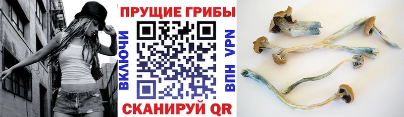 omg зеркало  Козловка  Псилоцибиновые грибы Psilocybe 